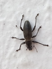 Brachyderes lusitanicus