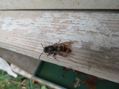 Vespa velutina