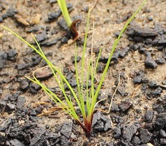 Isolepis antarctica