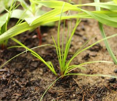 Isolepis antarctica