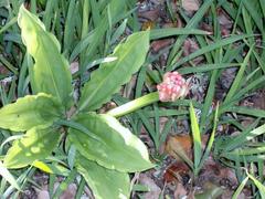 Scadoxus multiflorus katharinae