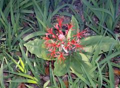 Scadoxus multiflorus katharinae