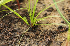 Isolepis antarctica