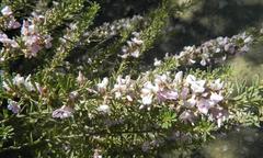 Indigofera flabellata