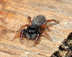 Metacyrba taeniola similis