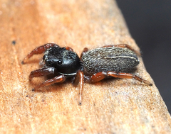 Metacyrba taeniola similis