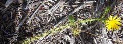 Cullumia setosa setosa