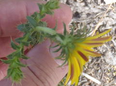 Cullumia setosa setosa