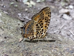 Symbrenthia niphanda