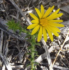 Cullumia setosa setosa