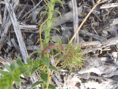 Cullumia setosa setosa