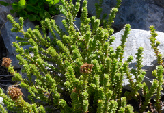 Veronica epacridea
