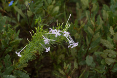 Ipomopsis longiflora longiflora
