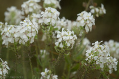 Dimorphocarpa candicans