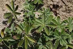 Alpinae