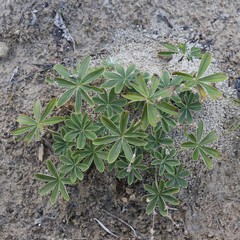 Alpinae