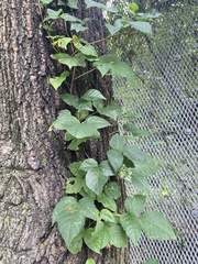 Toxicodendron radicans