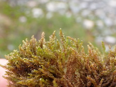 Hygrohypnella ochracea