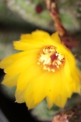 Opuntia