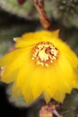 Opuntia