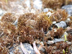 Campylopus atrovirens