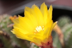 Opuntia