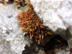 Schistidium dupretii