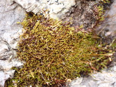 Distichium inclinatum