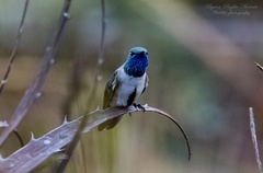 Blue-Throated Hillstar photo 3