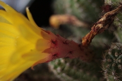 Opuntia