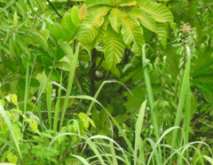 Pheugopedius fasciatoventris