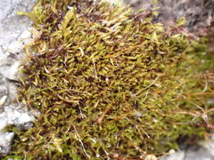 Distichium inclinatum