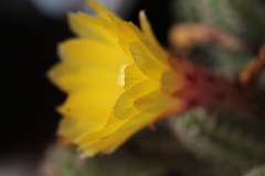 Opuntia