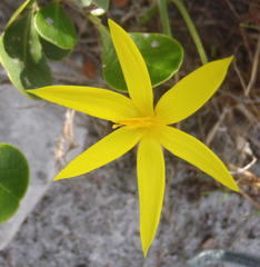 Pauridia serrata serrata