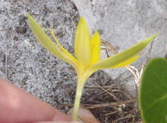 Pauridia serrata serrata