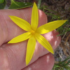 Pauridia serrata serrata