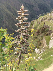 Puya weberbaueri