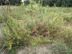 Corispermum intermedium