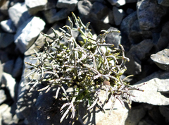 Lignocarpa carnosula