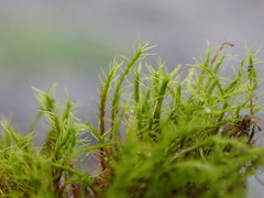 Distichium capillaceum