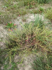 Corispermum intermedium