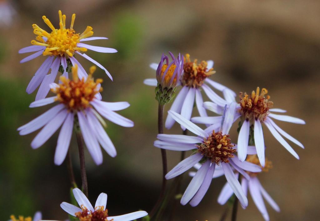 asters and allies
