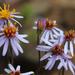 Asters and Allies - Photo (c) Tony Rebelo, some rights reserved (CC BY-SA), uploaded by Tony Rebelo