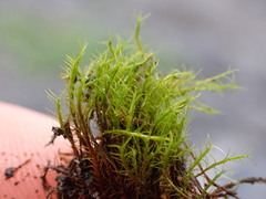 Distichium capillaceum