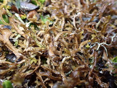 Tuckermanopsis subalpina