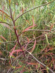 Corispermum intermedium