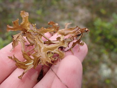 Tuckermanopsis subalpina