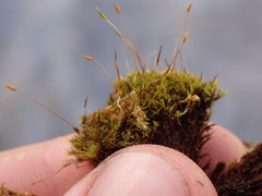 Distichium inclinatum