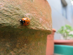 Coccinella septempunctata
