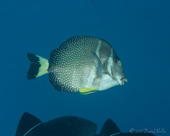 Acanthurus guttatus